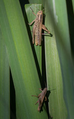 Eyprepocnemis plorans