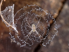 Argiope mascordi