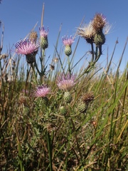 Cirsium hydrophilum hydrophilum