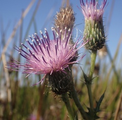 Cirsium hydrophilum hydrophilum