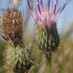 Cirsium hydrophilum hydrophilum