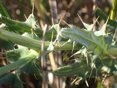 Cirsium hydrophilum hydrophilum