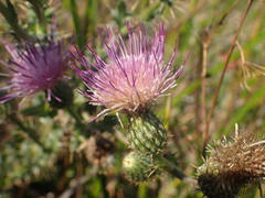 Cirsium hydrophilum hydrophilum