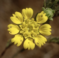 Deinandra bacigalupii