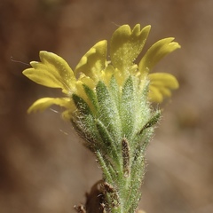 Deinandra bacigalupii