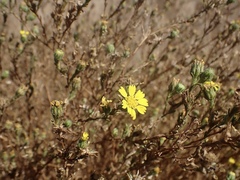 Deinandra bacigalupii