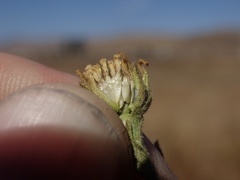 Deinandra bacigalupii