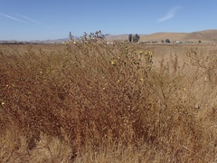 Deinandra bacigalupii