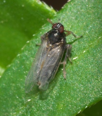 Pissonotus