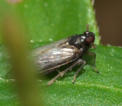 Pissonotus