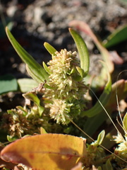 Rumex fueginus