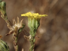 Deinandra bacigalupii