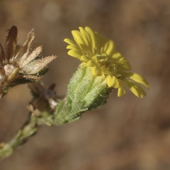Deinandra bacigalupii