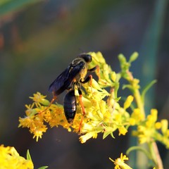 Sphex flavovestitus