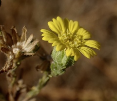 Deinandra bacigalupii