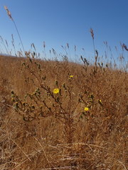 Deinandra bacigalupii