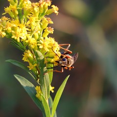 Sphex flavovestitus