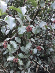 Rhus integrifolia × ovata