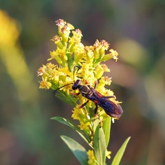 Sphex flavovestitus