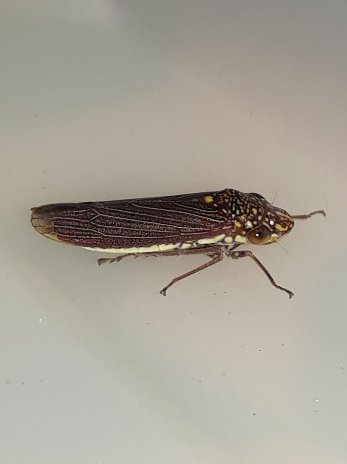 Tapajosa spinata