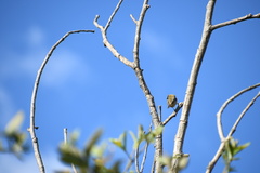Sporophila luctuosa