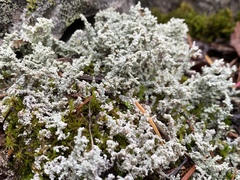 Stereocaulon paschale