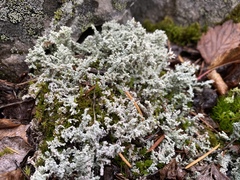 Stereocaulon paschale