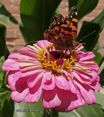 Vanessa annabella