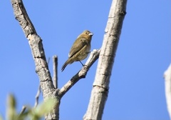 Sporophila luctuosa