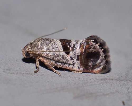 Eupselia beatella (Walker, 1864)