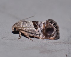 Eupselia beatella
