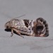 Eupselia beatella - Photo 由 Alison Pearson 所上傳的 (c) Alison Pearson，保留部份權利CC BY-NC