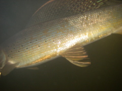Thymallus arcticus