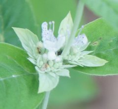 Pycnanthemum incanum