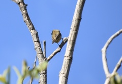 Sporophila luctuosa