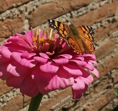 Vanessa annabella