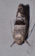 Eupselia beatella