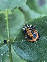 Harmonia axyridis