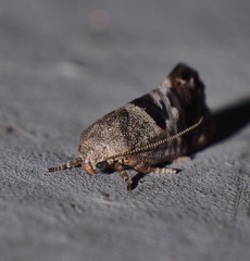 Eupselia beatella