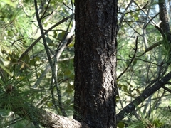 Pinus montezumae