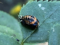 Harmonia axyridis