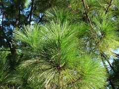 Pinus montezumae