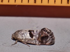 Eupselia beatella
