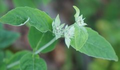 Pycnanthemum incanum