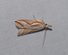 Arotrophora arcuatalis