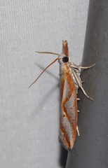 Arotrophora arcuatalis