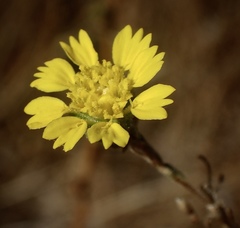 Deinandra bacigalupii