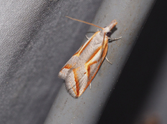 Arotrophora arcuatalis