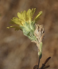 Deinandra bacigalupii