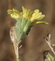 Deinandra bacigalupii